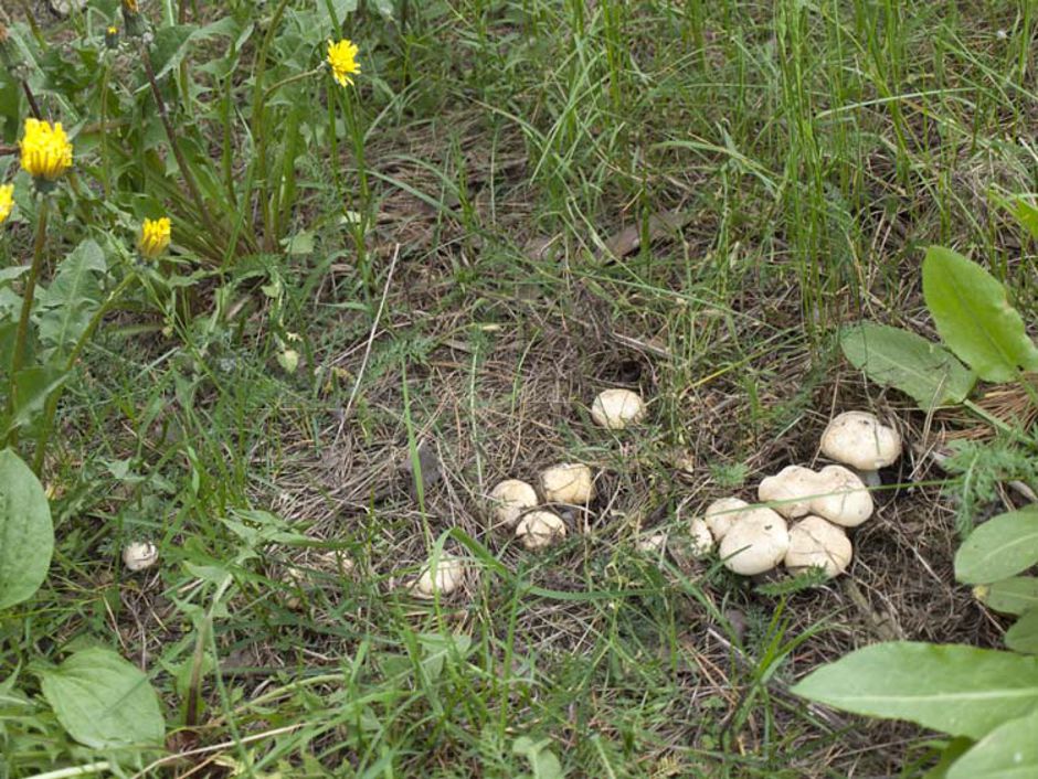 Какие грибы растут на песчаной почве
