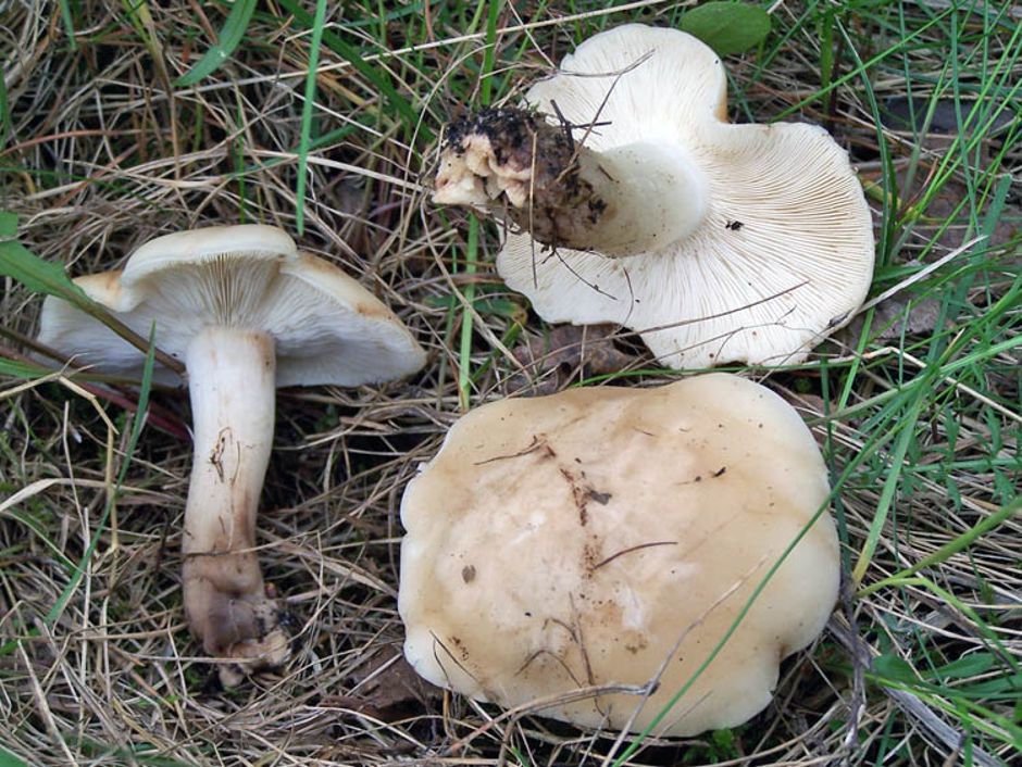 Какие грибы растут на песчаной почве