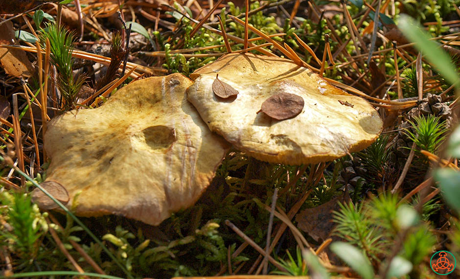 Грибы на болоте: отличаем съедобные грибы